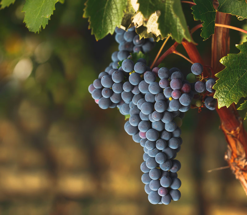 Cabernet Franc